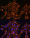 Hydroxysteroid 17-Beta Dehydrogenase 8 antibody, 14-716, ProSci, Immunofluorescence image 