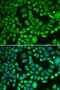 26S proteasome non-ATPase regulatory subunit 7 antibody, orb167270, Biorbyt, Immunofluorescence image 