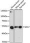 Growth arrest-specific protein 7 antibody, LS-C749190, Lifespan Biosciences, Western Blot image 
