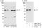 YY1 Transcription Factor antibody, A302-779A, Bethyl Labs, Immunoprecipitation image 