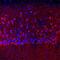 Seizure protein 6 antibody, AF4989, R&D Systems, Western Blot image 