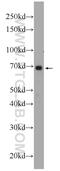 Ankyrin Repeat Domain 53 antibody, 24283-1-AP, Proteintech Group, Western Blot image 