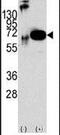 Protein Tyrosine Phosphatase Non-Receptor Type 11 antibody, PA5-15594, Invitrogen Antibodies, Western Blot image 