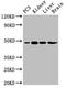 Lpap antibody, orb400756, Biorbyt, Western Blot image 