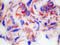 Endothelial Cells antibody, BM4057B, Origene, Immunohistochemistry frozen image 