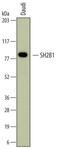 SH2B adapter protein 1 antibody, MAB6915, R&D Systems, Western Blot image 