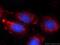 Ribosomal RNA-processing protein 7 homolog A antibody, 24490-1-AP, Proteintech Group, Immunofluorescence image 