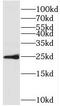 Superoxide Dismutase 3 antibody, FNab08105, FineTest, Western Blot image 