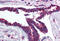 Hypoxia-inducible factor 3-alpha antibody, MBS240976, MyBioSource, Immunohistochemistry frozen image 