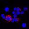 OCA2 Melanosomal Transmembrane Protein antibody, AF1033, R&D Systems, Immunofluorescence image 