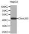DnaJ Heat Shock Protein Family (Hsp40) Member B5 antibody, abx002313, Abbexa, Western Blot image 