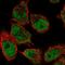 Glial Cell Derived Neurotrophic Factor antibody, HPA070283, Atlas Antibodies, Immunofluorescence image 