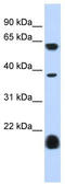 5-Hydroxytryptamine Receptor 3E antibody, TA338785, Origene, Western Blot image 