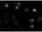Centromere Protein E antibody, MA5-18025, Invitrogen Antibodies, Immunofluorescence image 