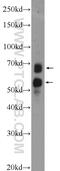 Neurotrimin antibody, 14373-1-AP, Proteintech Group, Western Blot image 