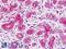 SREBF Chaperone antibody, LS-B9086, Lifespan Biosciences, Immunohistochemistry frozen image 