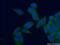 Proteasome Subunit Alpha 4 antibody, 11943-2-AP, Proteintech Group, Immunofluorescence image 