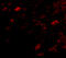 Nipsnap Homolog 3A antibody, A14892, Boster Biological Technology, Immunofluorescence image 