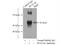 Spermatogenesis Associated 6 antibody, 11849-1-AP, Proteintech Group, Immunoprecipitation image 