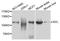 Nuclear VCP Like antibody, A3995, ABclonal Technology, Western Blot image 
