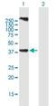 LAG1 longevity assurance homolog 3 antibody, H00204219-B01P-50ug, Novus Biologicals, Western Blot image 
