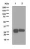 Lin-28 Homolog A antibody, ab124765, Abcam, Western Blot image 