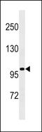 Coiled-Coil Domain Containing 113 antibody, PA5-48962, Invitrogen Antibodies, Western Blot image 
