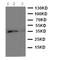 Protein Wnt-2b antibody, LS-C313116, Lifespan Biosciences, Western Blot image 