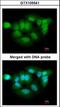 Probable Xaa-Pro aminopeptidase 3 antibody, orb181675, Biorbyt, Immunocytochemistry image 