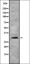 Four And A Half LIM Domains 3 antibody, orb337622, Biorbyt, Western Blot image 