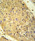 Glutaminase 2 antibody, abx032915, Abbexa, Western Blot image 