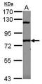 Sp110 nuclear body protein antibody, GTX114489, GeneTex, Western Blot image 