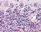 Wnt Family Member 2 antibody, TA341208, Origene, Immunohistochemistry frozen image 
