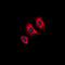 Kinase Insert Domain Receptor antibody, orb256644, Biorbyt, Immunofluorescence image 