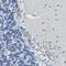 Melanocortin 4 Receptor antibody, NBP1-87567, Novus Biologicals, Immunohistochemistry frozen image 