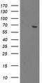 2-Oxoglutarate And Iron Dependent Oxygenase Domain Containing 1 antibody, LS-C172800, Lifespan Biosciences, Western Blot image 