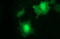 Uracil Phosphoribosyltransferase Homolog antibody, LS-C788334, Lifespan Biosciences, Immunofluorescence image 