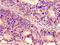 Prokineticin receptor 2 antibody, orb400904, Biorbyt, Immunohistochemistry paraffin image 