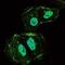 Ocif antibody, MA5-15715, Invitrogen Antibodies, Immunofluorescence image 