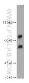 Rap Guanine Nucleotide Exchange Factor Like 1 antibody, 21746-1-AP, Proteintech Group, Western Blot image 