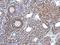 Fascin Actin-Bundling Protein 1 antibody, GTX117805, GeneTex, Immunohistochemistry paraffin image 