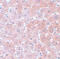 Anaphase-promoting complex subunit 4 antibody, 5725, ProSci Inc, Immunohistochemistry paraffin image 