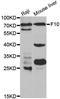 Coagulation Factor X antibody, orb48368, Biorbyt, Western Blot image 