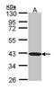 BEN Domain Containing 5 antibody, orb74270, Biorbyt, Western Blot image 