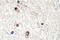 NAB2 antibody, LS-C177066, Lifespan Biosciences, Immunohistochemistry frozen image 