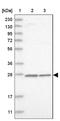 Mitochondrial Ribosomal Protein S7 antibody, NBP1-81030, Novus Biologicals, Western Blot image 