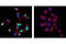 Pancreatic And Duodenal Homeobox 1 antibody, 5679S, Cell Signaling Technology, Immunocytochemistry image 