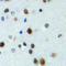 Forkhead box protein N4 antibody, orb319014, Biorbyt, Immunohistochemistry paraffin image 