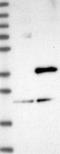 DNA Damage Inducible Transcript 4 antibody, NBP1-85211, Novus Biologicals, Western Blot image 