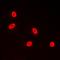 TFDP1 antibody, orb214654, Biorbyt, Immunofluorescence image 